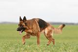 BERGER ALLEMAND 1172